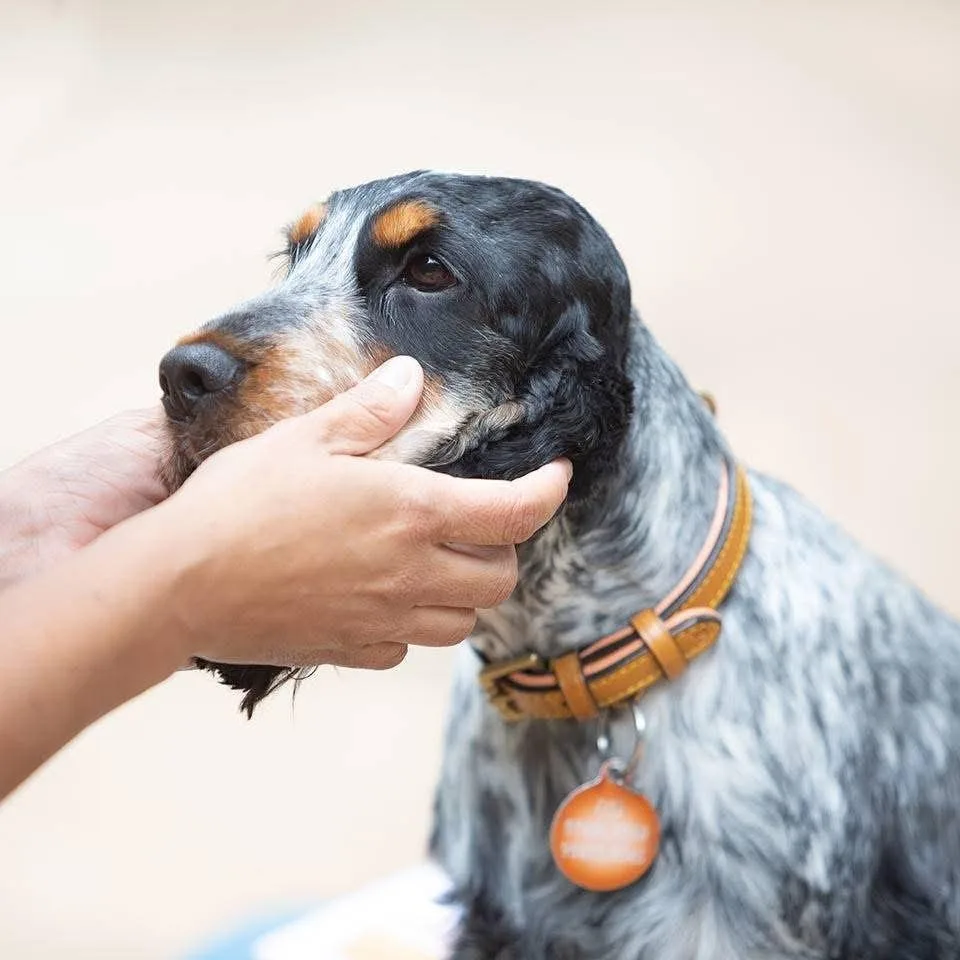 Mano che accarezza il muso di un setter