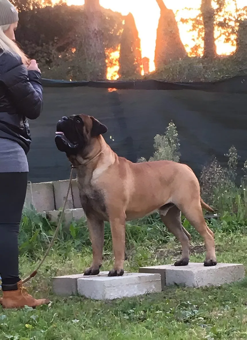 Bullmastiff in posa sul campo del centro