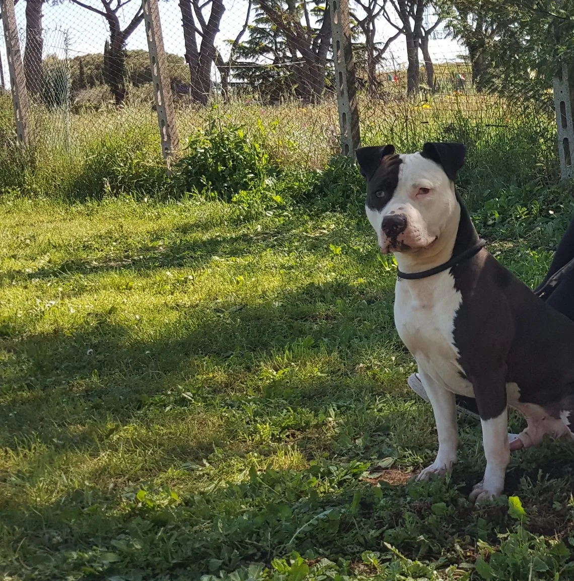 American staffordshire seduto tranquillo sul prato del centro