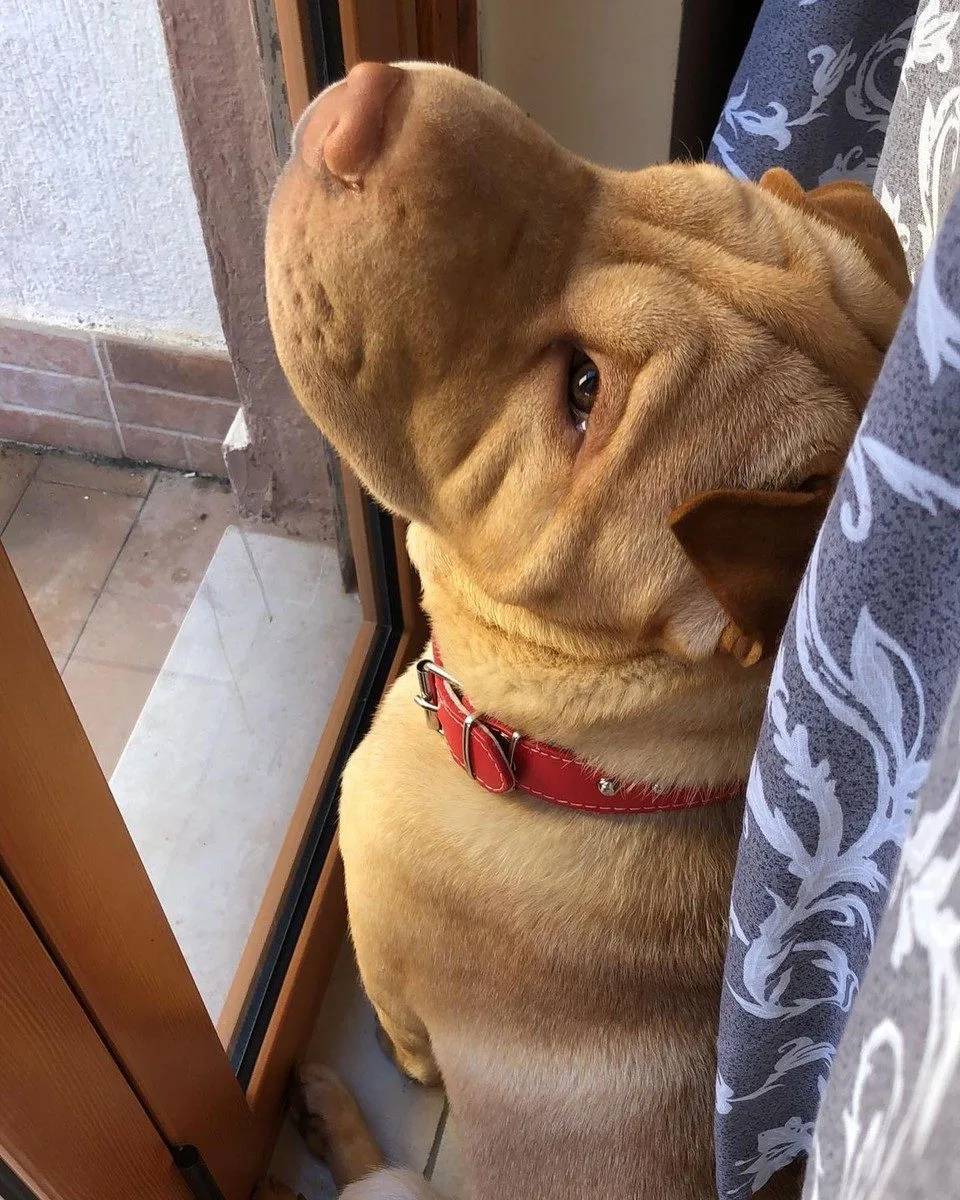 Shar pei seduto accanto a una finestra